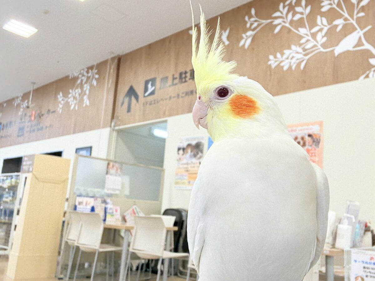目ヂカラたっぷりマッチョちゃん🐥🔥オカメインコ(ルチノー) オカメインコ