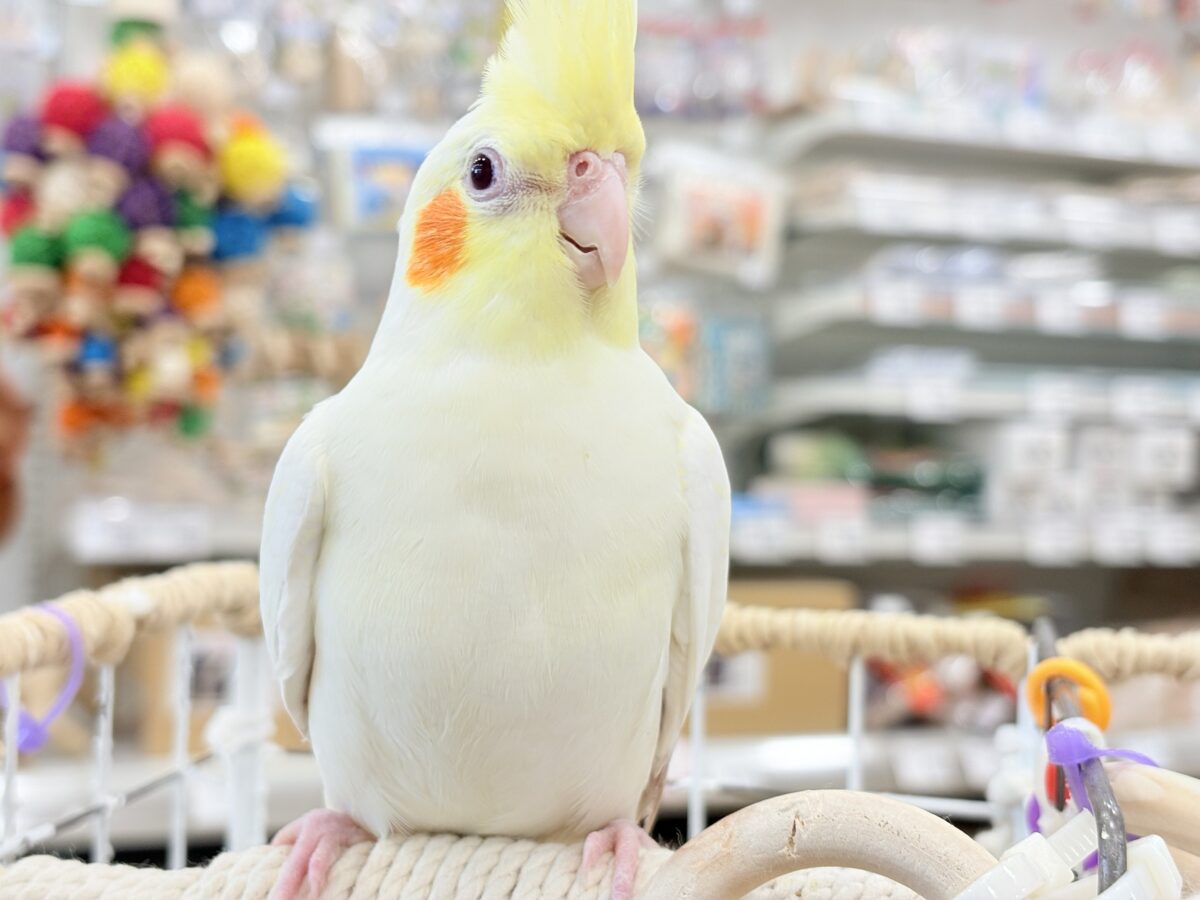 目ヂカラたっぷりマッチョちゃん🐥🔥オカメインコ(ルチノー) オカメインコ