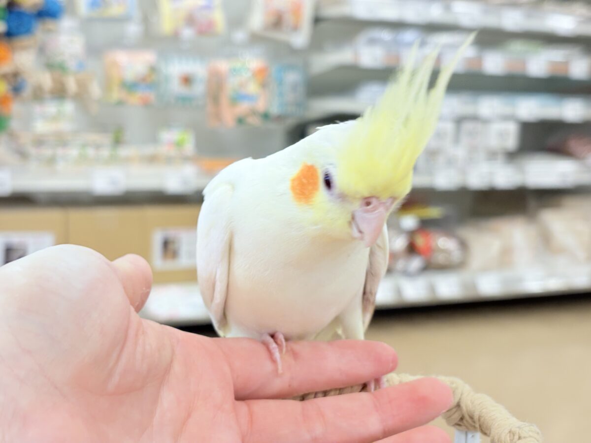 オカメインコ