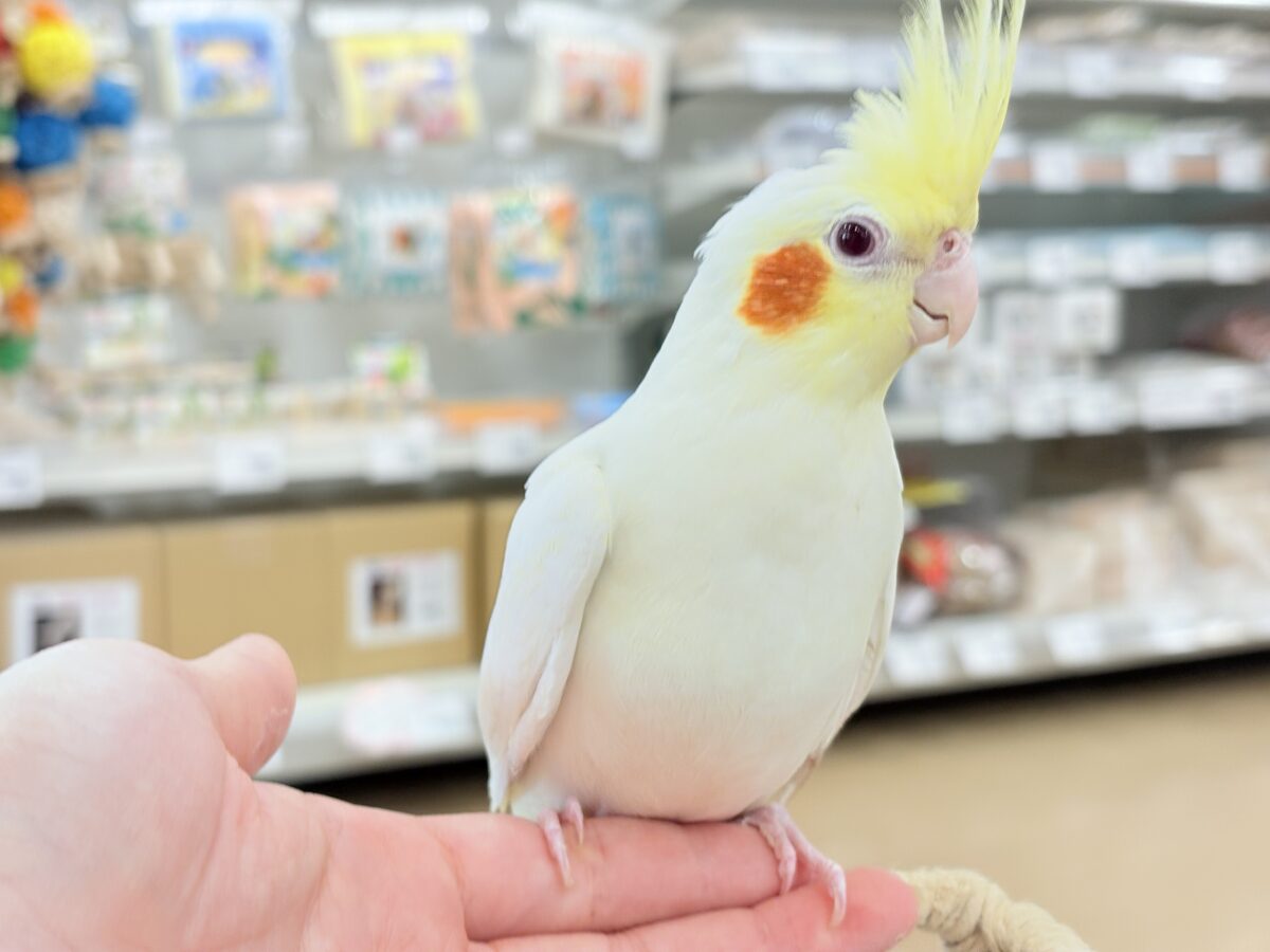 なでられるの…好きかも……♥オカメインコ(ルチノー) オカメインコ