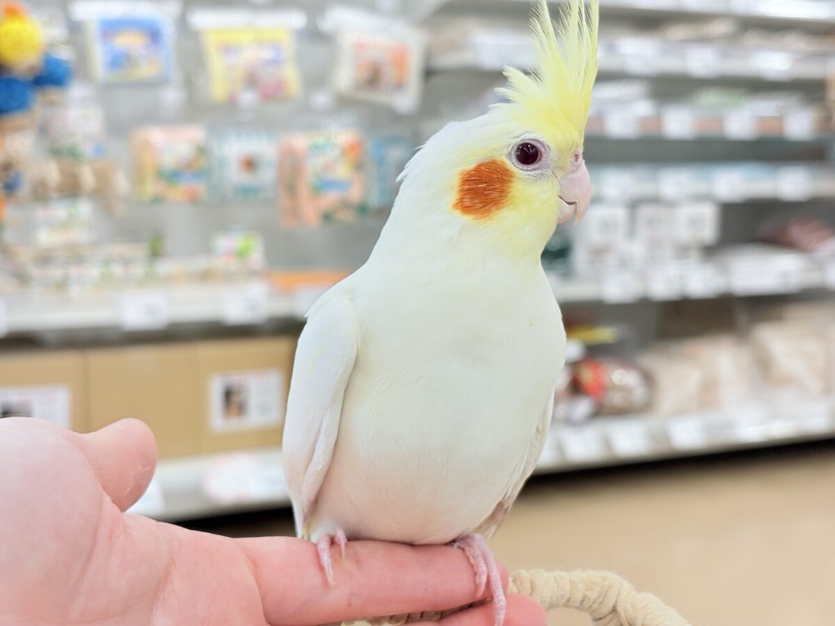 目ヂカラたっぷりマッチョちゃん🐥🔥オカメインコ(ルチノー) オカメインコ