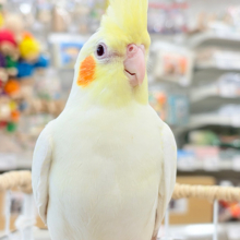 目ヂカラたっぷりマッチョちゃん🐥🔥オカメインコ(ルチノー)