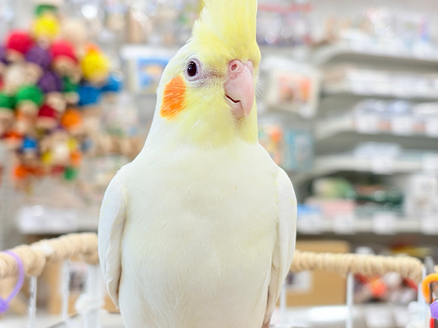 目ヂカラたっぷりマッチョちゃん🐥🔥オカメインコ(ルチノー) 目ヂカラたっぷりマッチョちゃん🐥🔥オカメインコ(ルチノー)