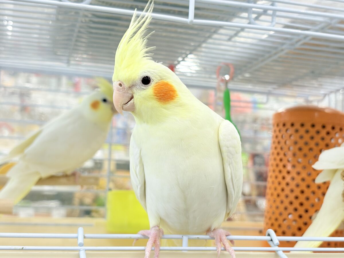 オカメインコ