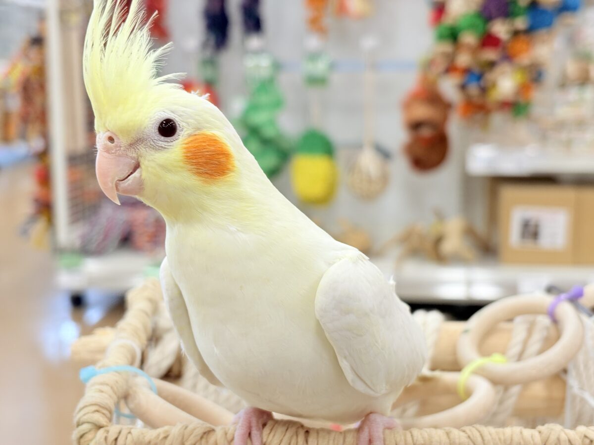オカメインコ