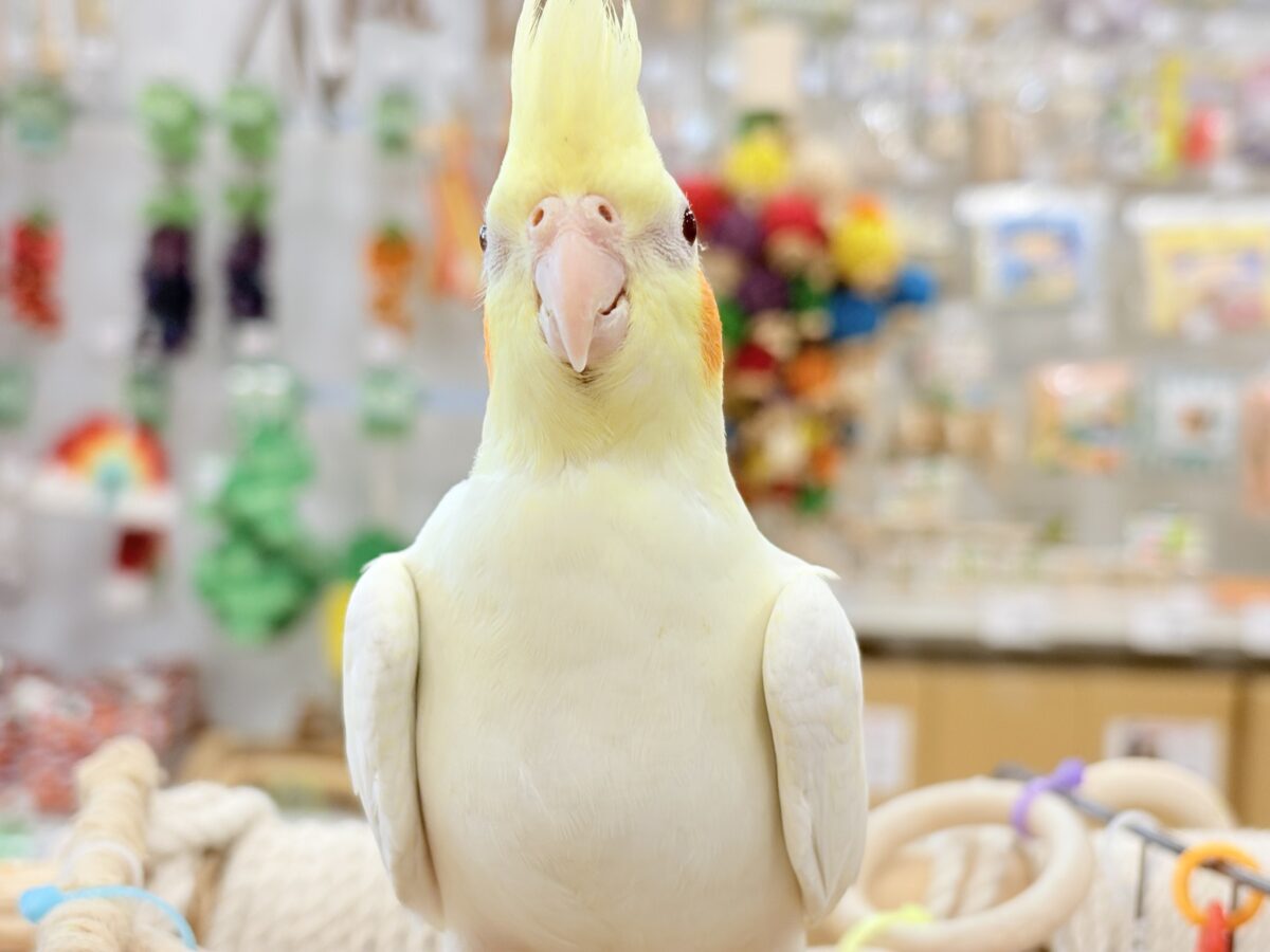 なでられるの…好きかも……♥オカメインコ(ルチノー) オカメインコ