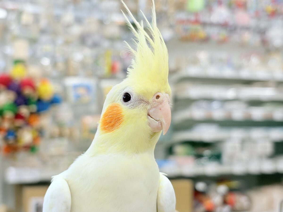 オカメインコ