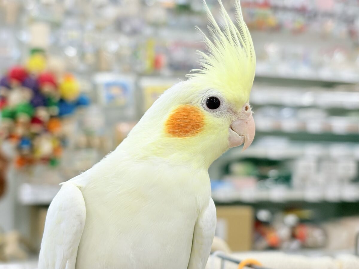 なでられるの…好きかも……♥オカメインコ(ルチノー)