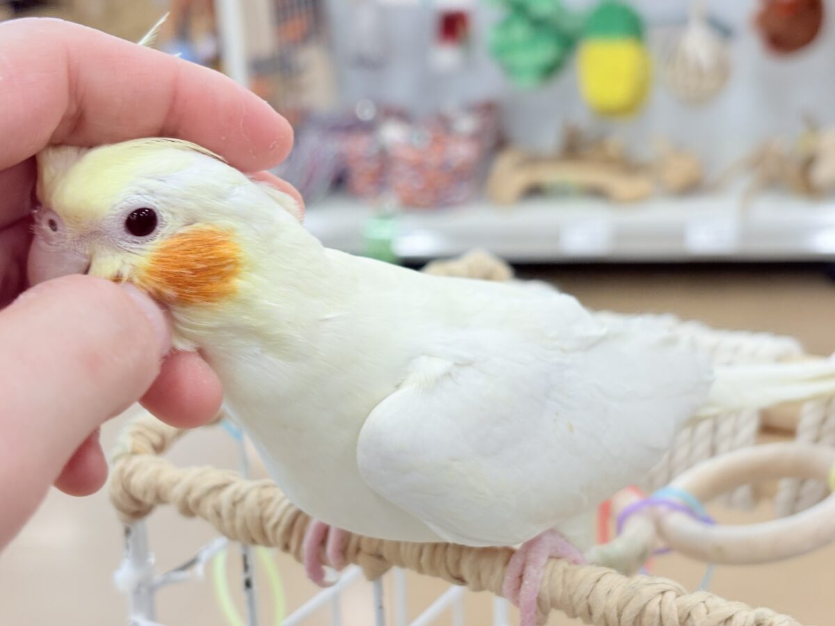 なでられるの…好きかも……♥オカメインコ(ルチノー) オカメインコ