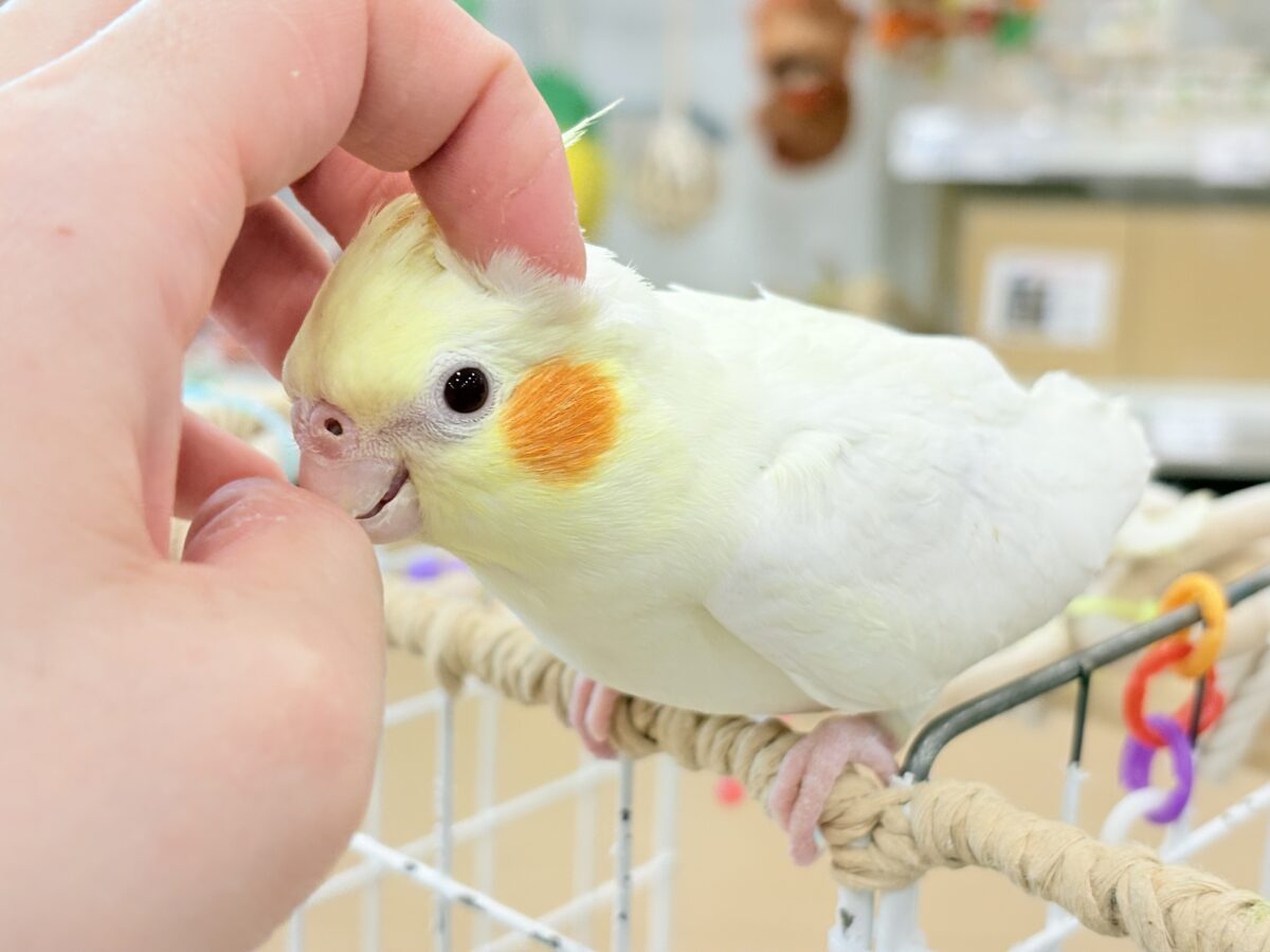 なでられるの…好きかも……♥オカメインコ(ルチノー)