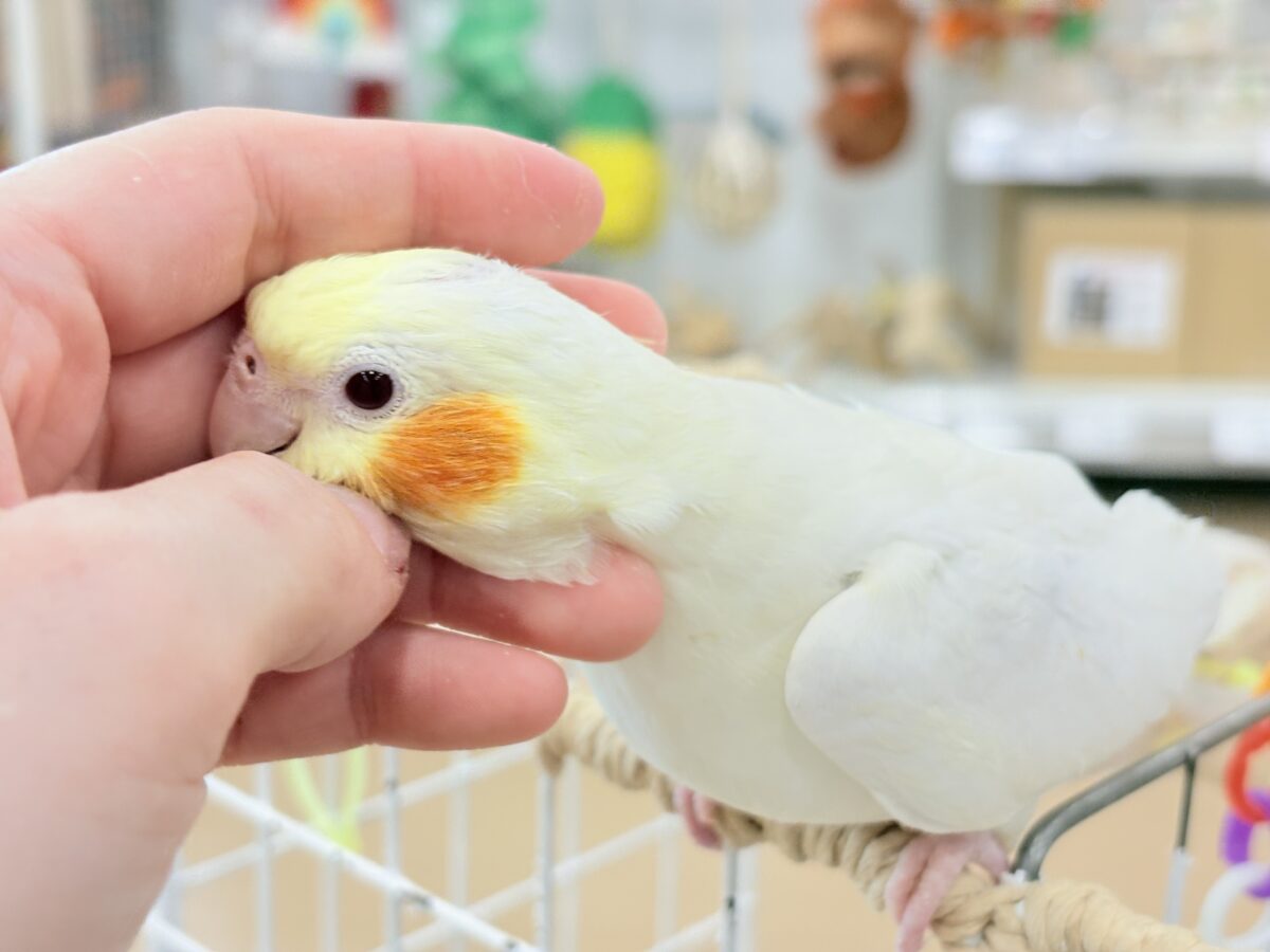 オカメインコ
