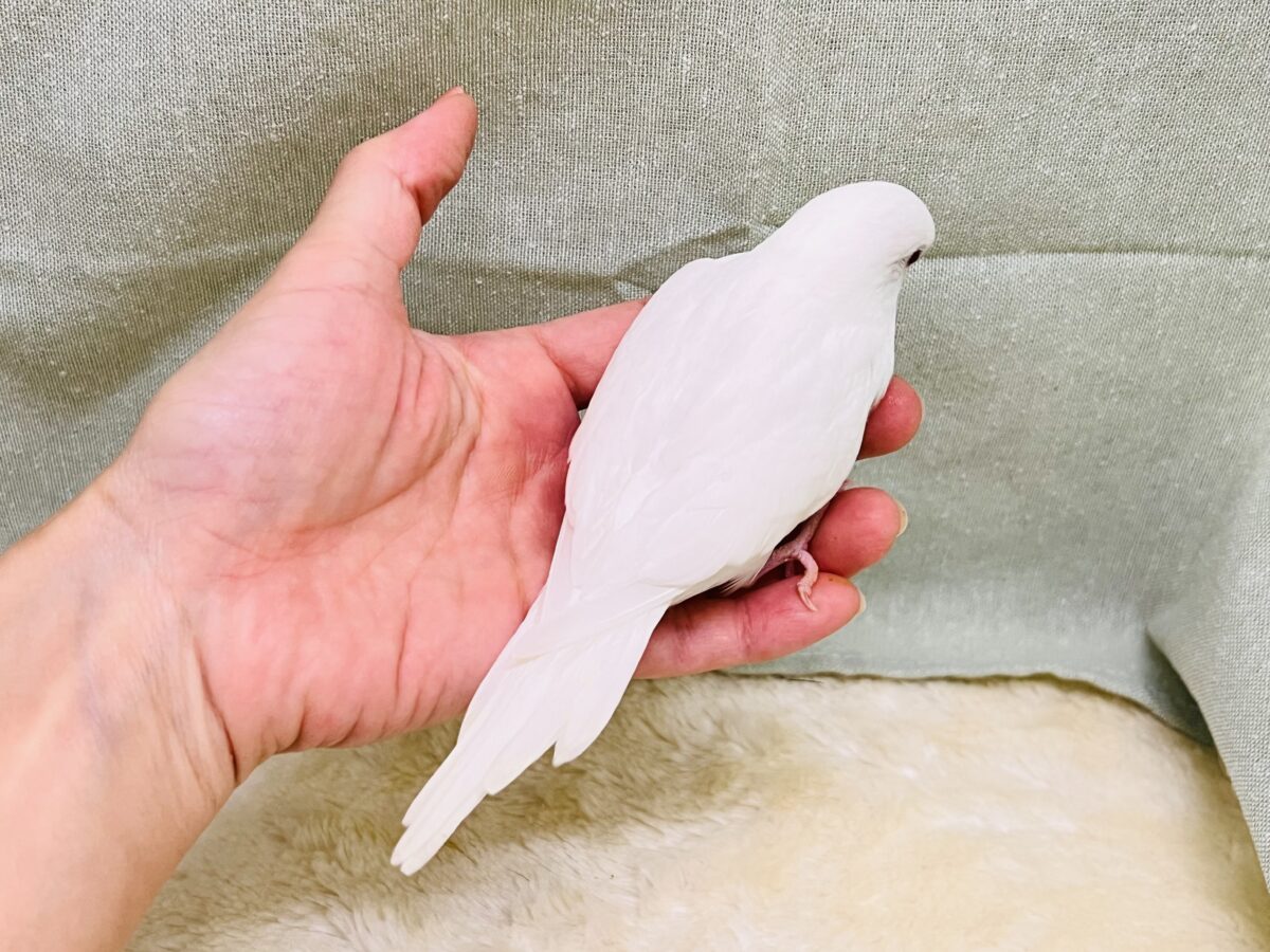 画像更新☆マシュマロ苺ソースがけ〜セキセイインコのヒナ(アルビノ)入荷しました❤️ セキセイインコ