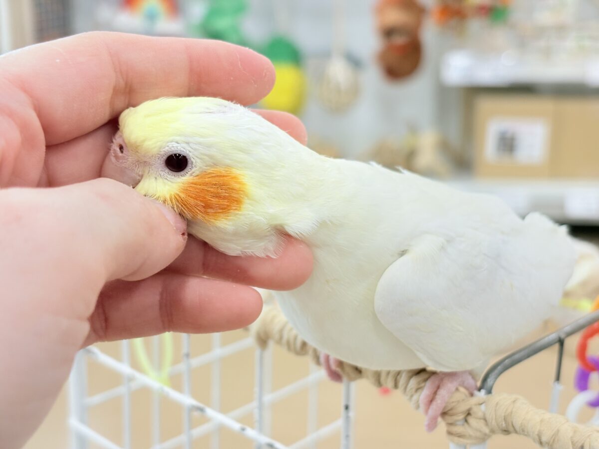 オカメインコ