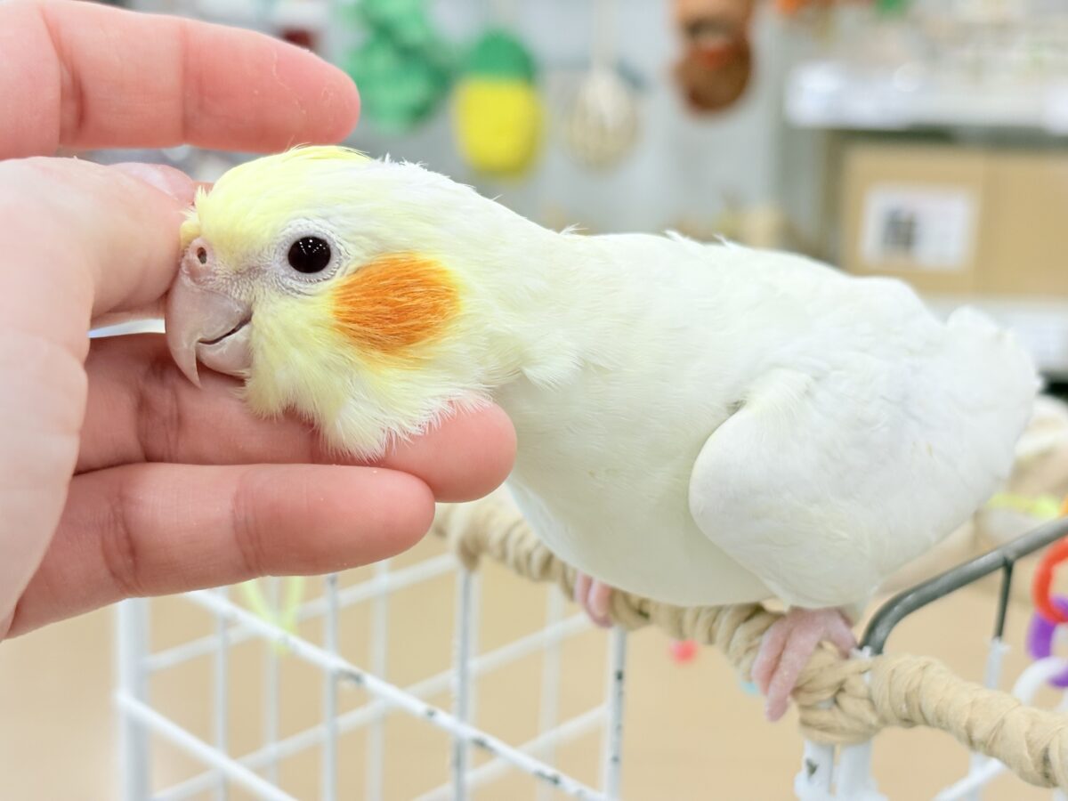 なでられるの…好きかも……♥オカメインコ(ルチノー) オカメインコ
