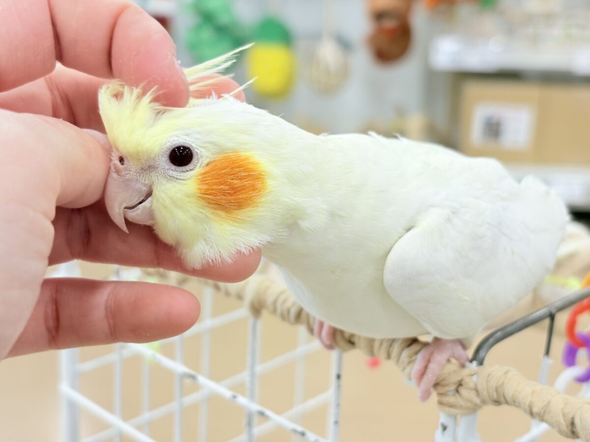 オカメインコ