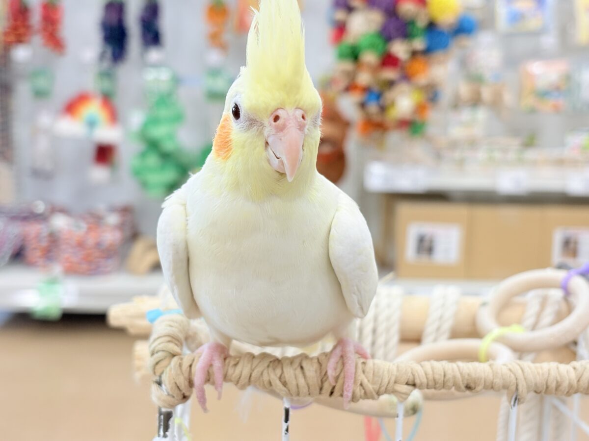 オカメインコ
