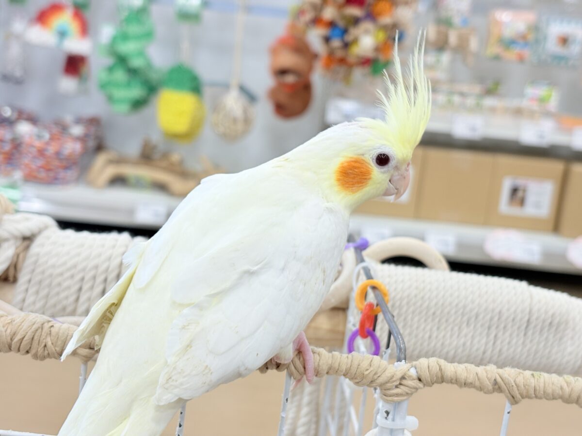 なでられるの…好きかも……♥オカメインコ(ルチノー) オカメインコ