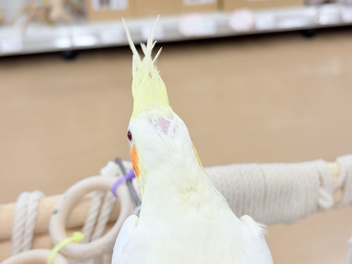 なでられるの…好きかも……♥オカメインコ(ルチノー) オカメインコ