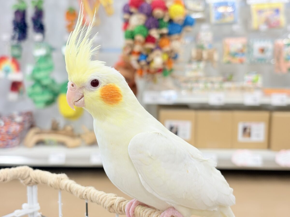 オカメインコ