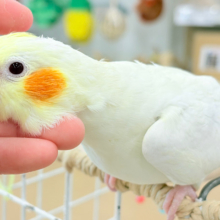なでられるの…好きかも……♥オカメインコ(ルチノー)
