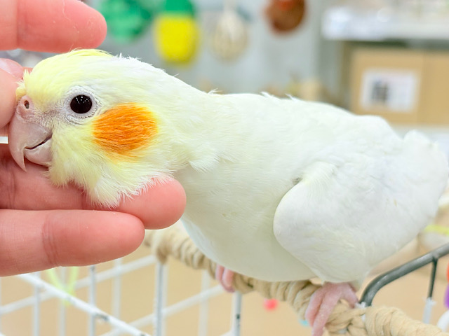 なでられるの…好きかも……♥オカメインコ(ルチノー) なでられるの…好きかも……♥オカメインコ(ルチノー)