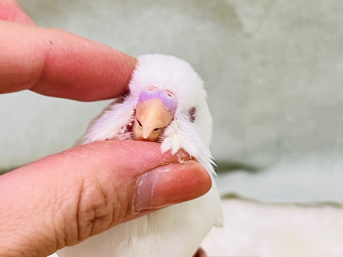 画像更新☆マシュマロ苺ソースがけ〜セキセイインコのヒナ(アルビノ)入荷しました❤️ セキセイインコ