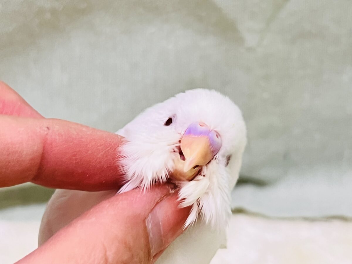 画像更新☆マシュマロ苺ソースがけ〜セキセイインコのヒナ(アルビノ)入荷しました❤️ セキセイインコ