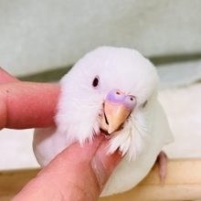 画像更新☆マシュマロ苺ソースがけ〜セキセイインコのヒナ(アルビノ)入荷しました❤️