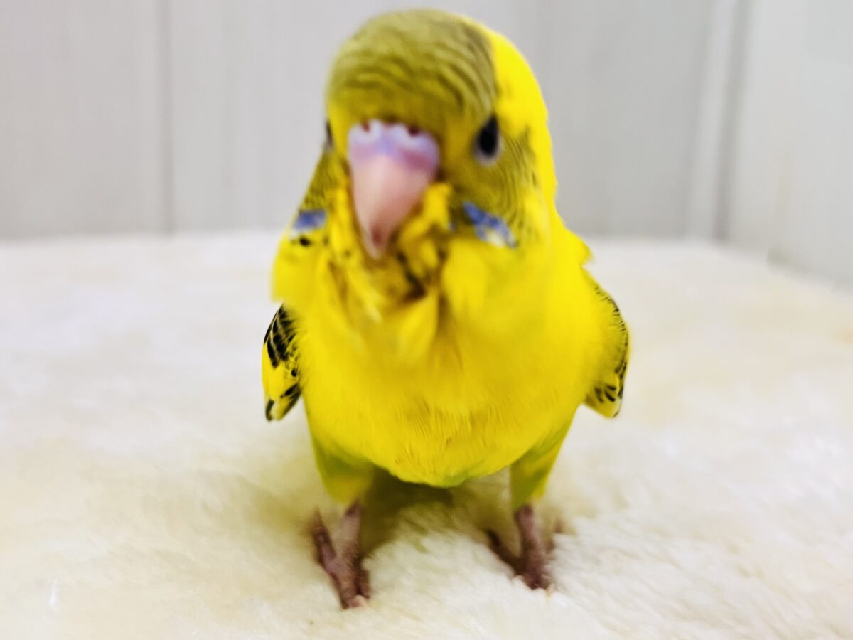 セキセイインコ