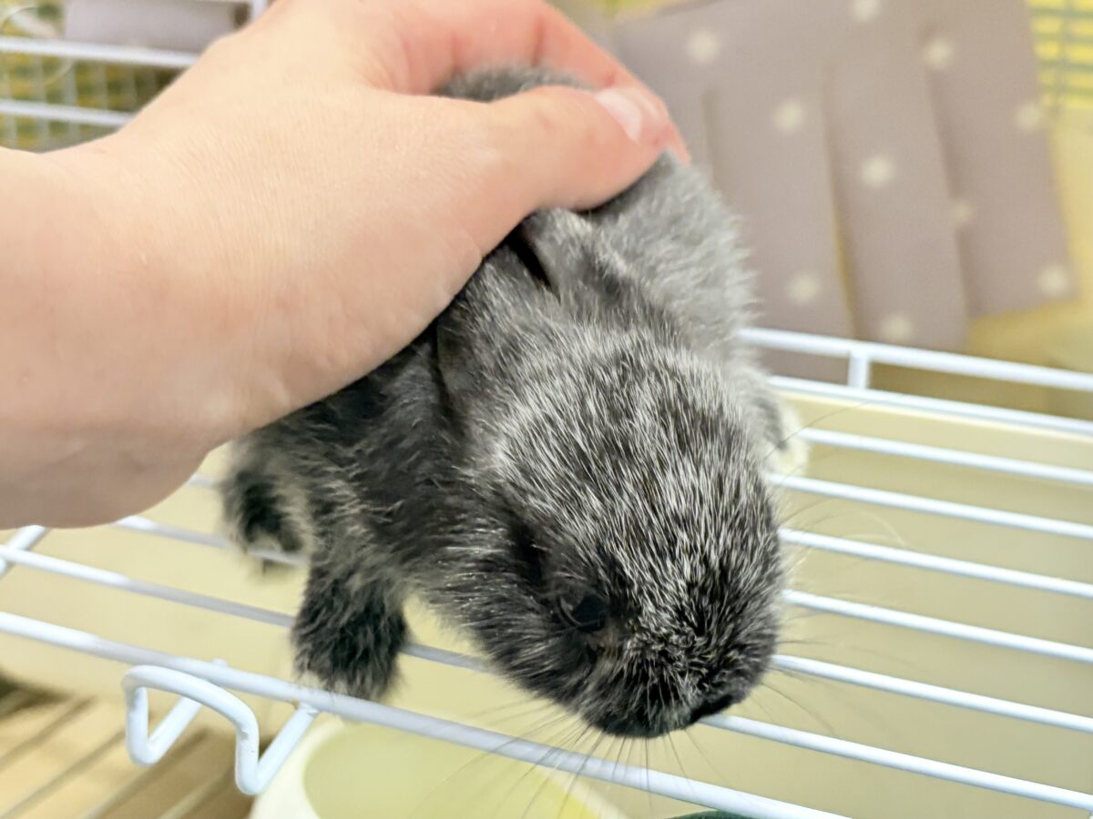 ポーリッシュ