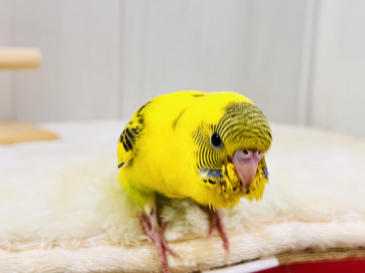 セキセイインコ