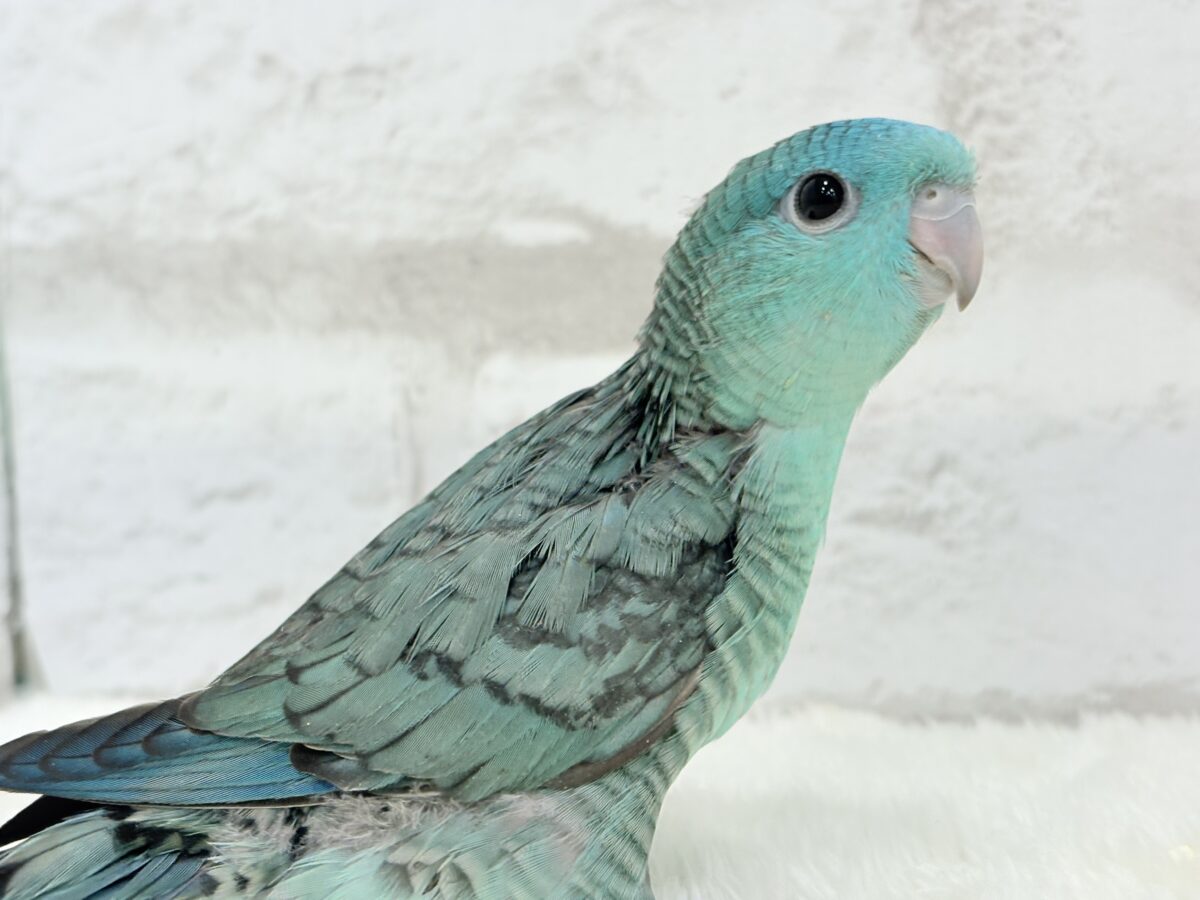 サザナミインコ