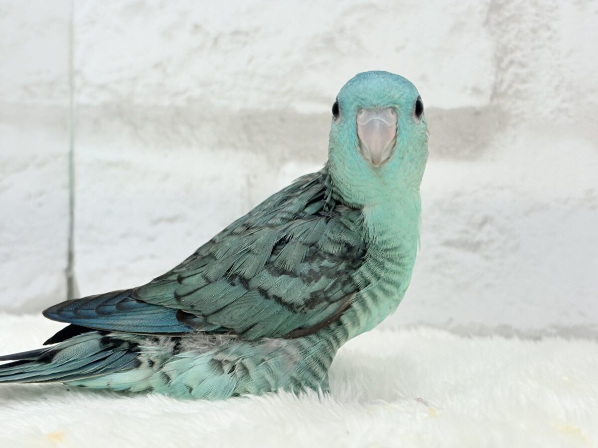 サザナミインコ
