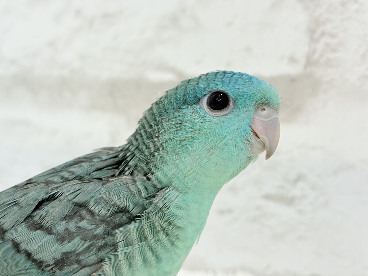 サザナミインコ