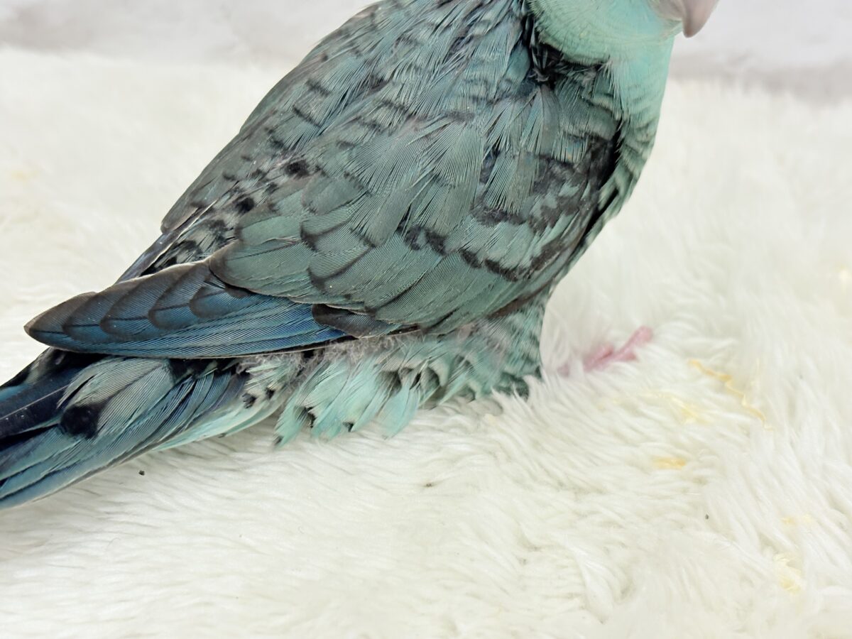 サザナミインコ