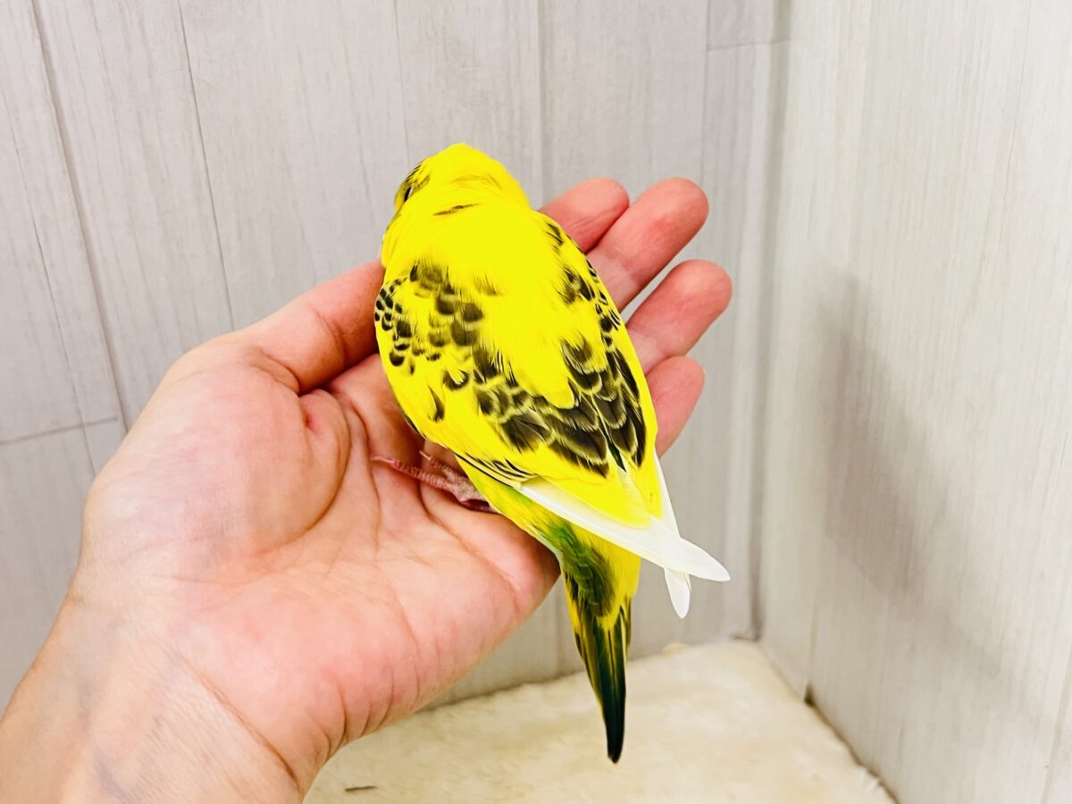 画像更新☆おでこシマシマ〜🦓セキセイインコのヒナ(イエローハルクイン)入荷しました❤️ セキセイインコ