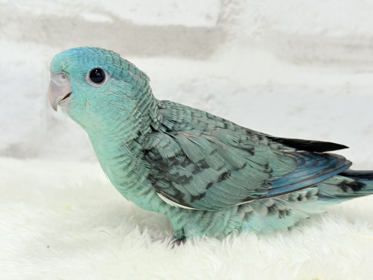 サザナミインコ
