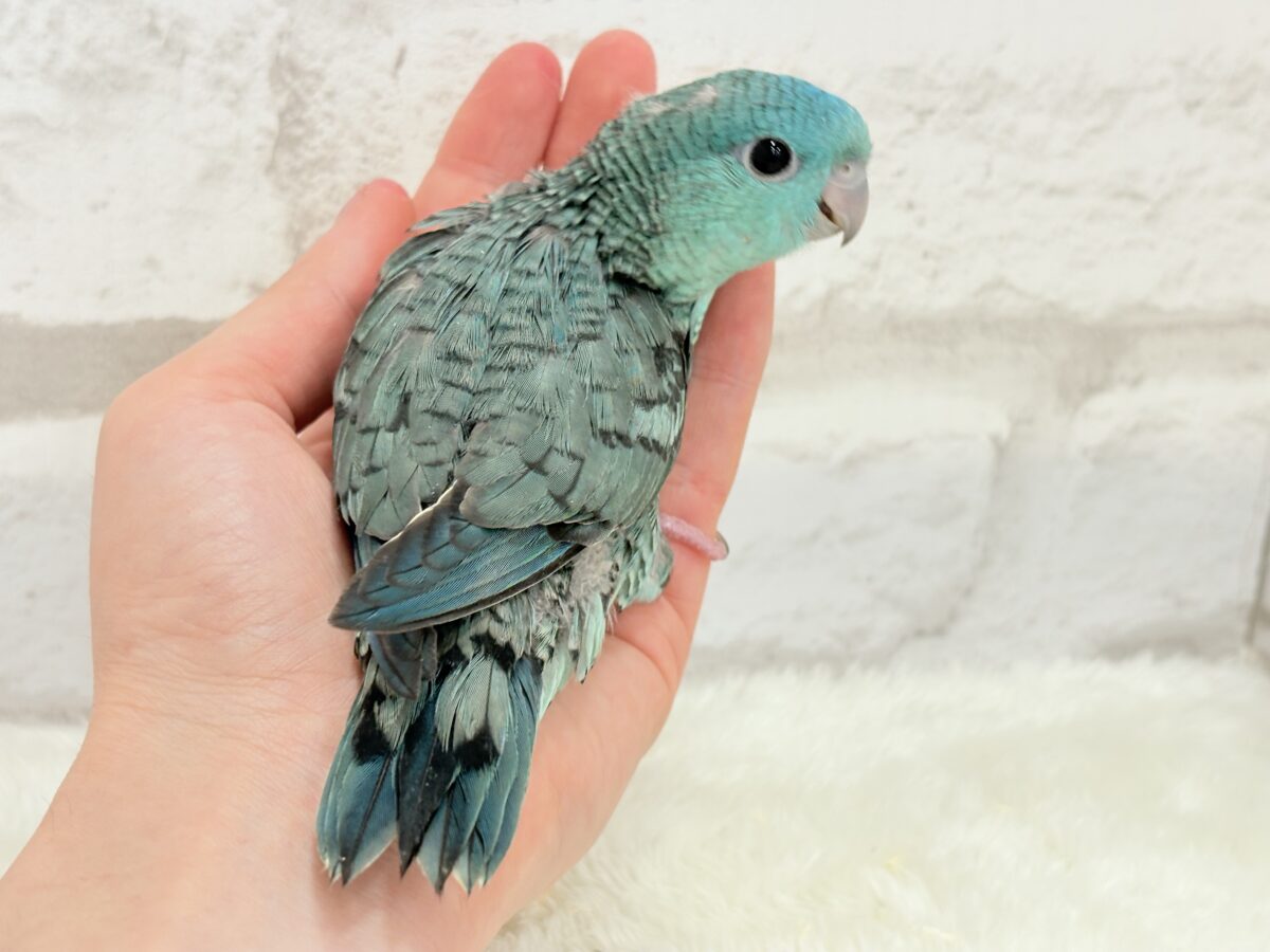 サザナミインコ