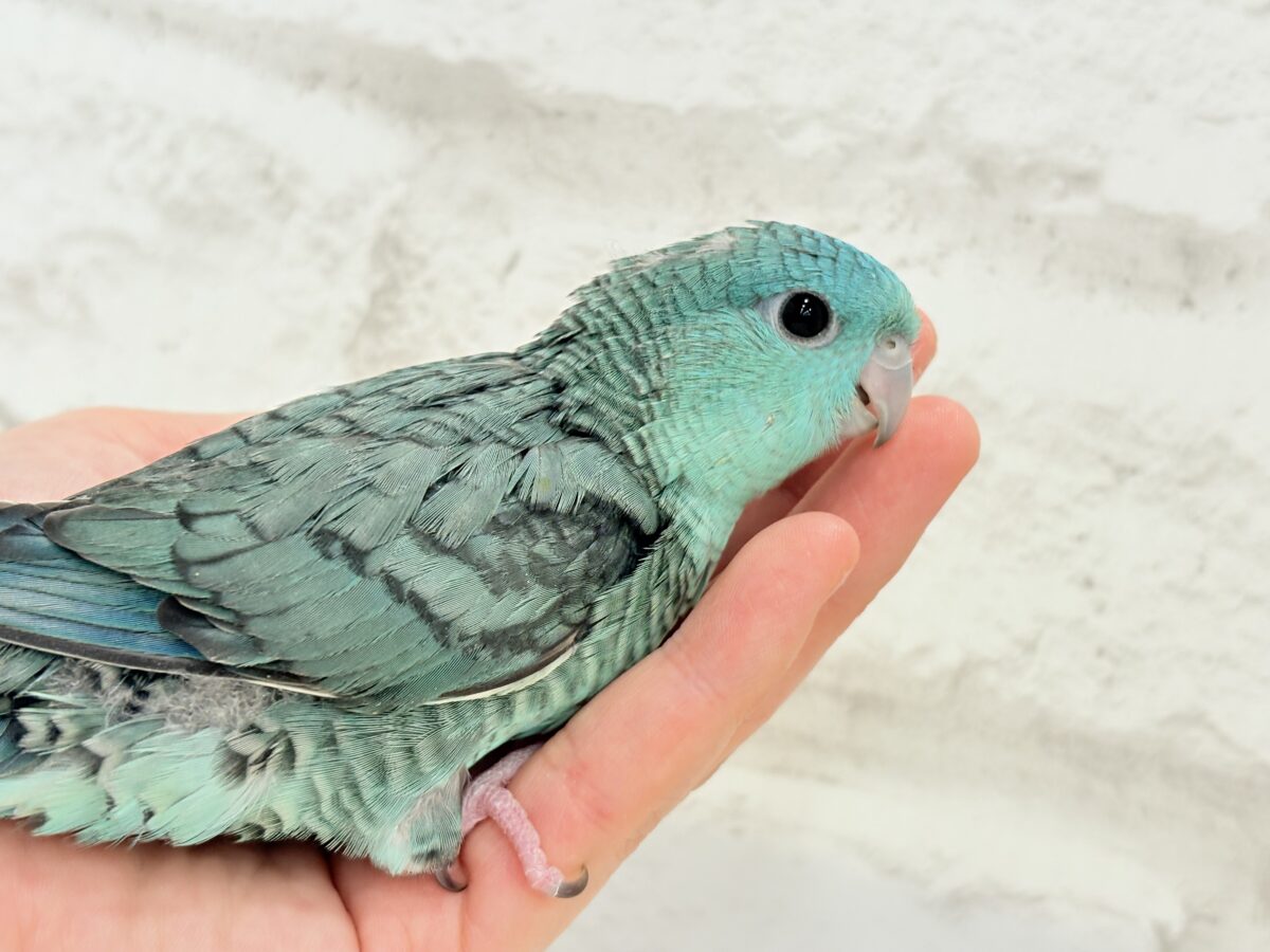 サザナミインコ