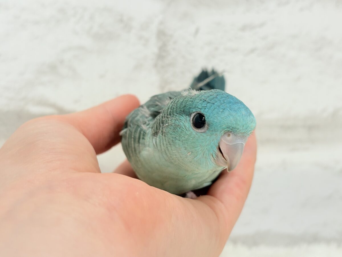 サザナミインコ
