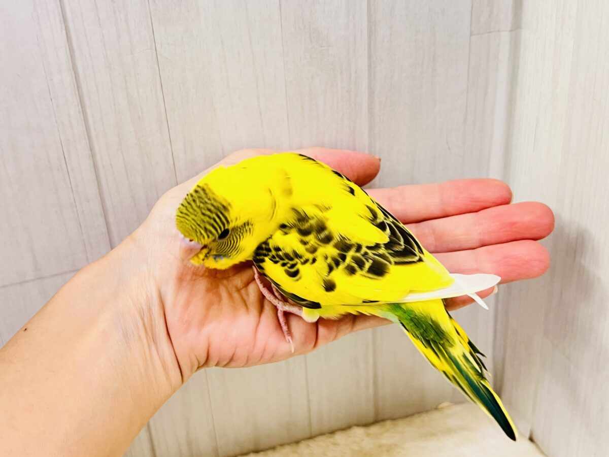 画像更新☆おでこシマシマ〜🦓セキセイインコのヒナ(イエローハルクイン)入荷しました❤️ セキセイインコ
