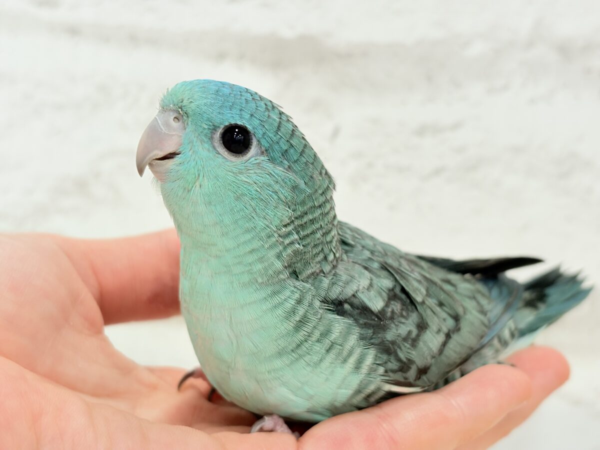 サザナミインコ