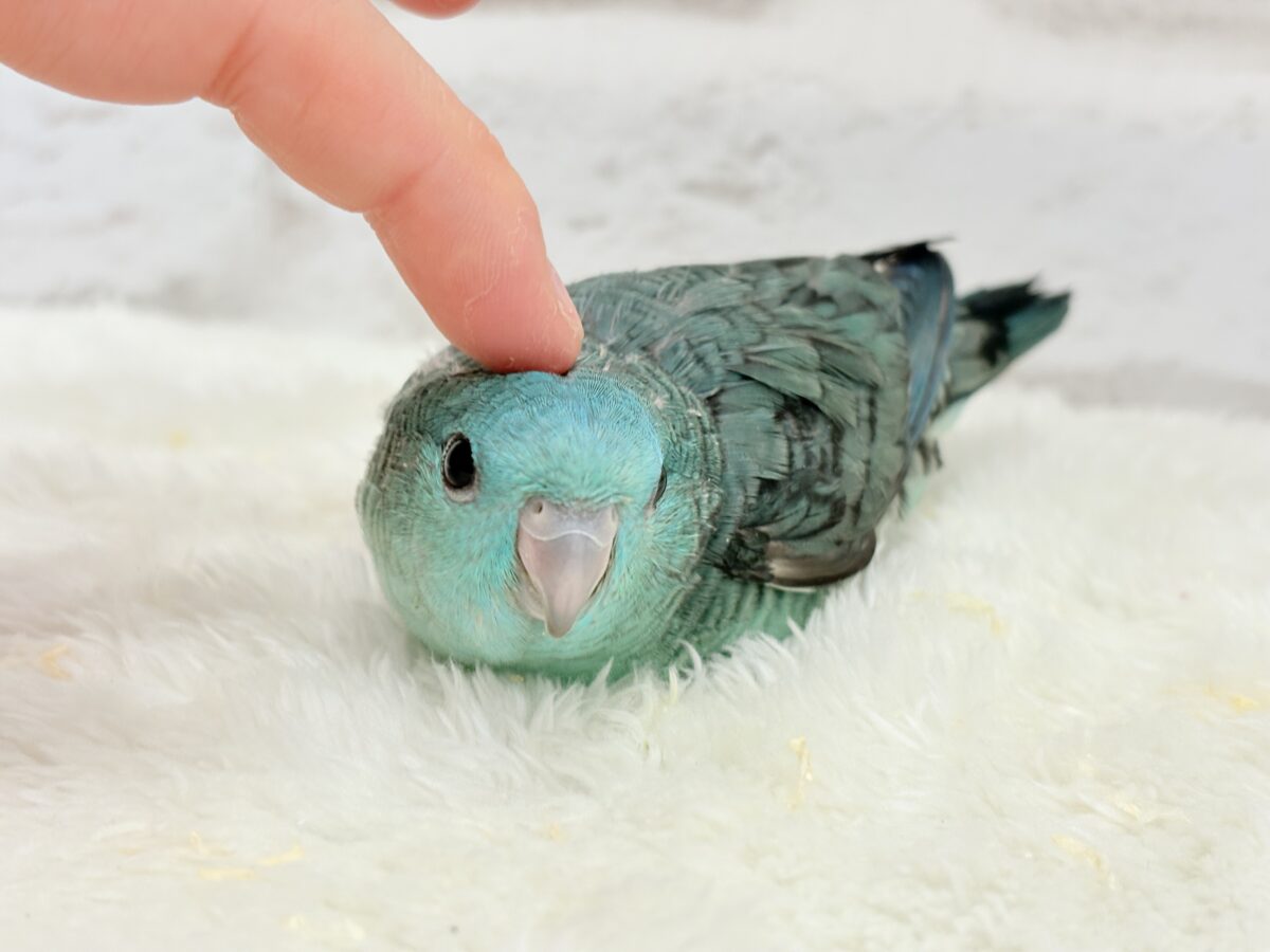 サザナミインコ
