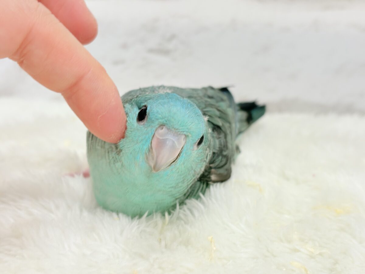 サザナミインコ