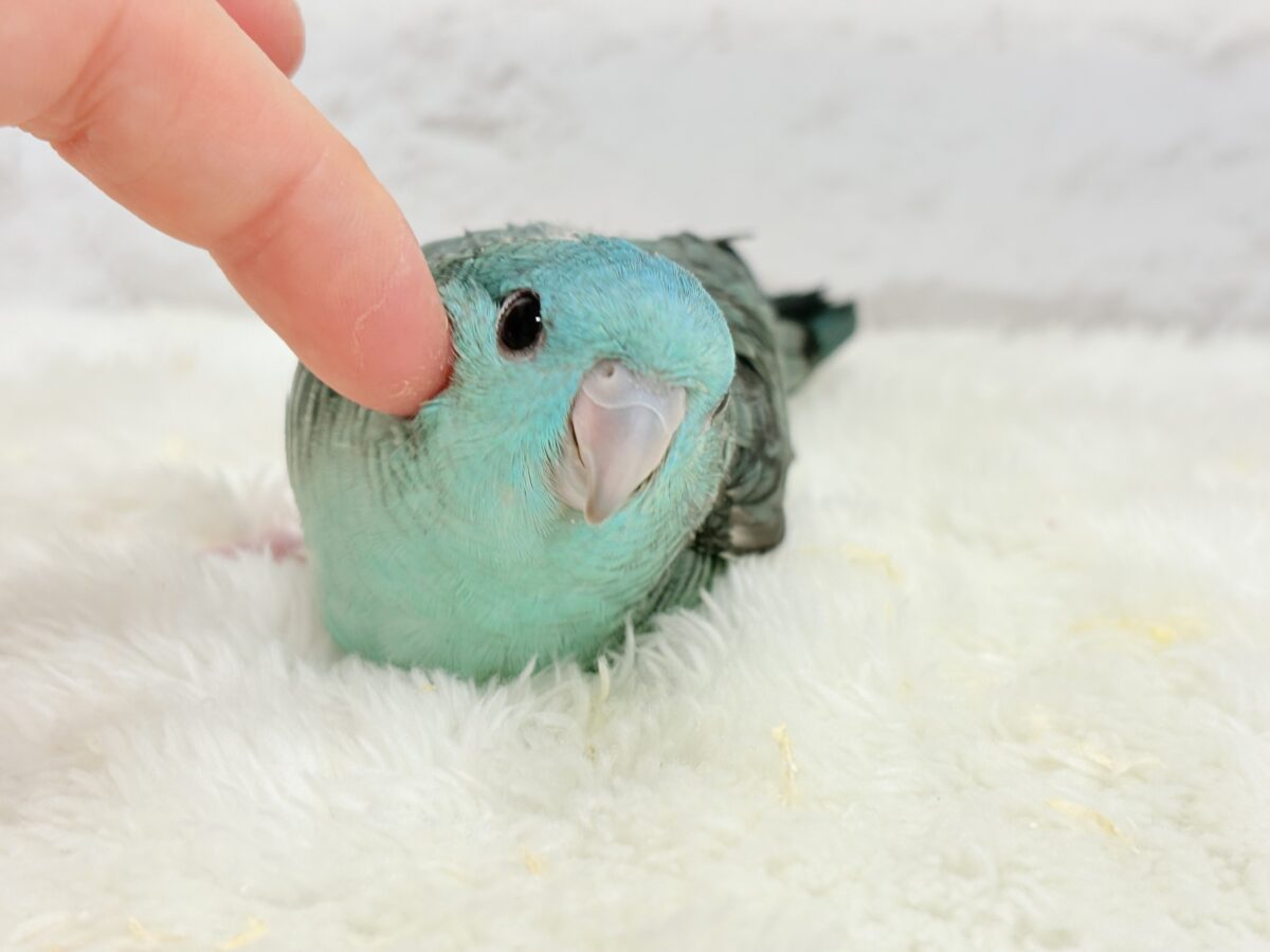 サザナミインコ