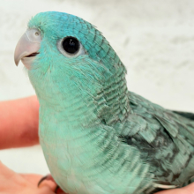 【最新画像更新🪄】可愛すぎ注意💖サザナミインコ(ターコイズ) ヒナ