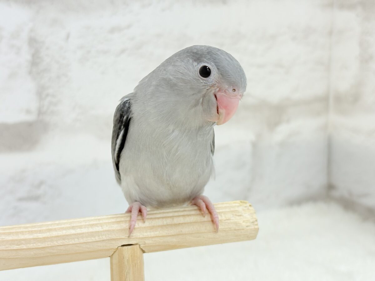 マメルリハ