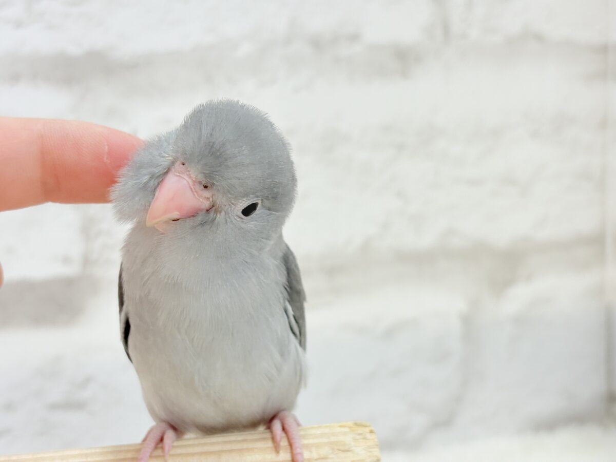 マメルリハ
