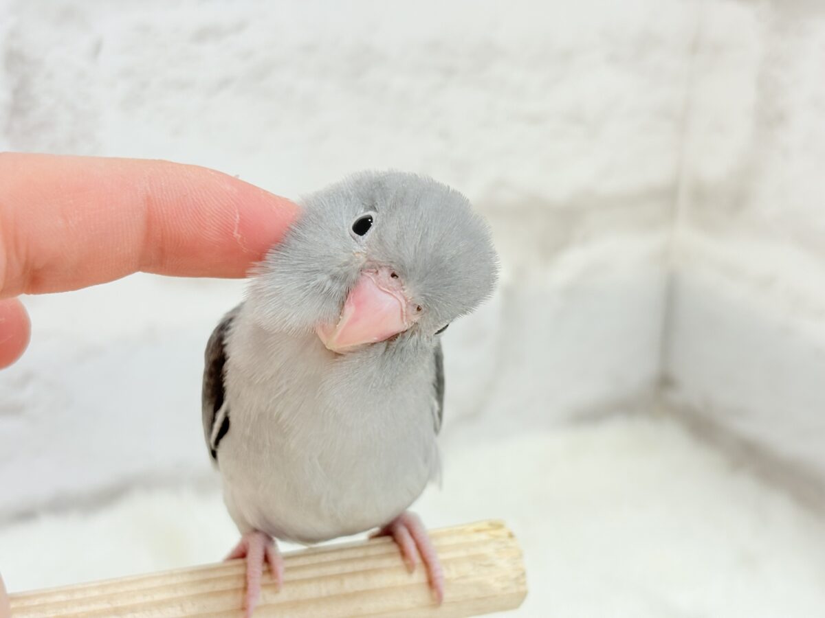 マメルリハ