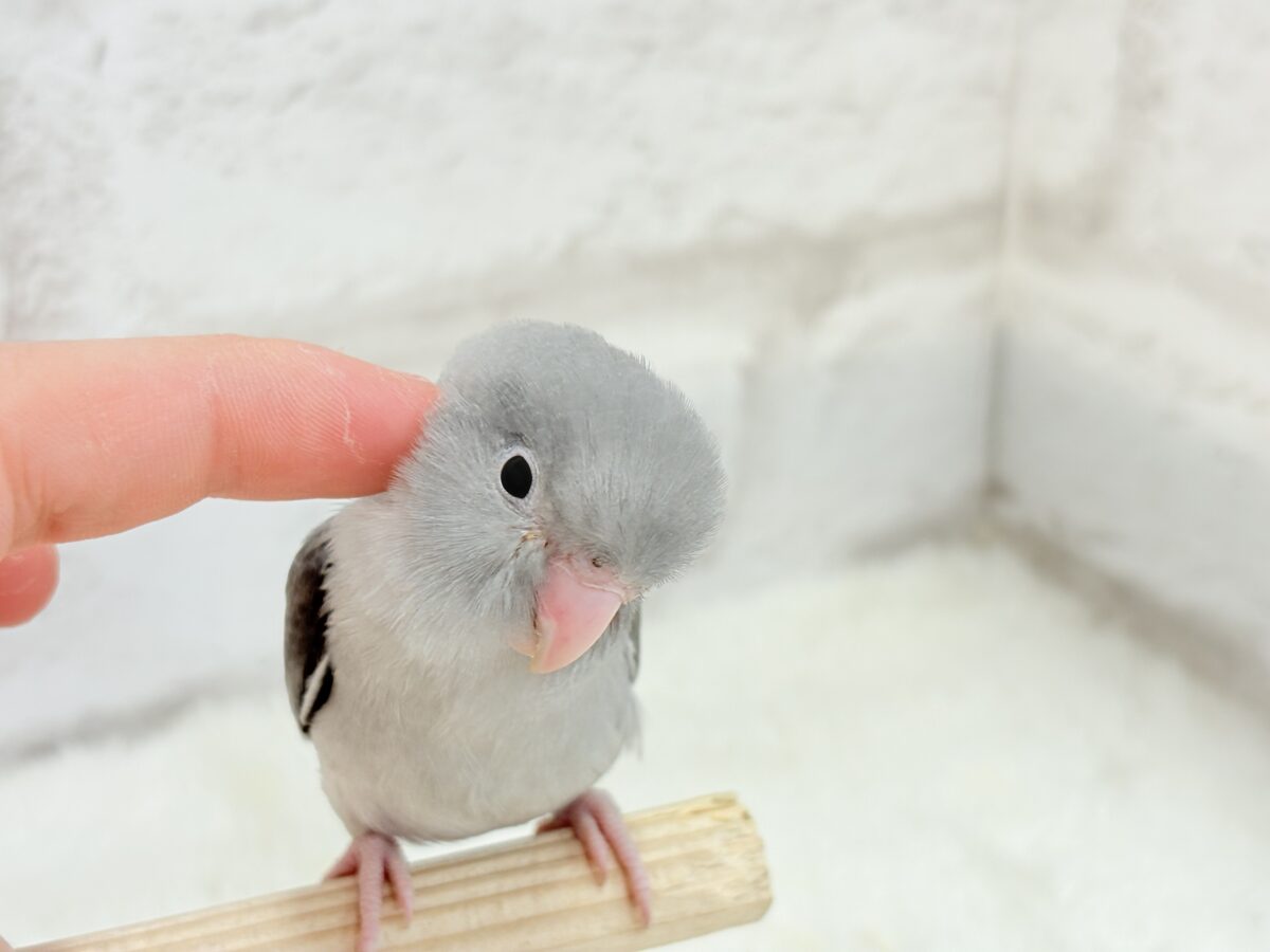 マメルリハ